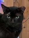 Sammie