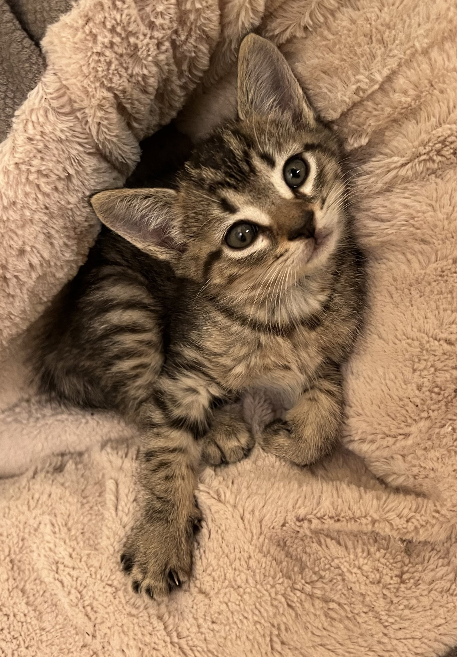 Franklin