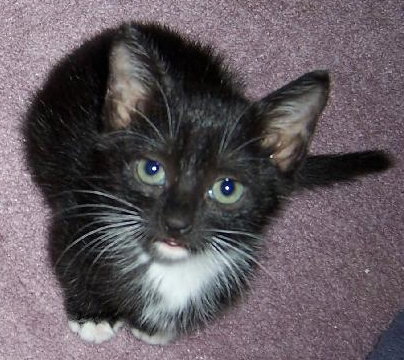 Little Girl
