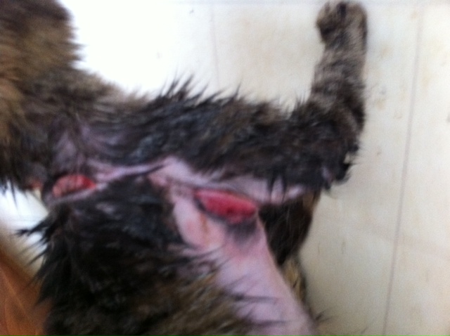 Collar Hazard Collar Hazard